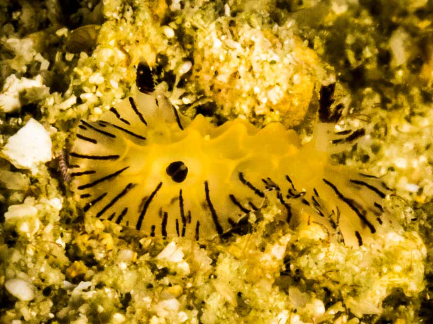 Halgerda elegans
